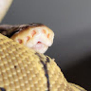 Meet your Posher, Emma